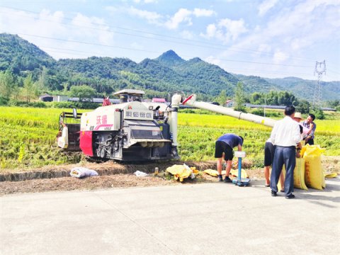 石台小河镇：再生水稻好“丰”景     振兴画卷添一笔